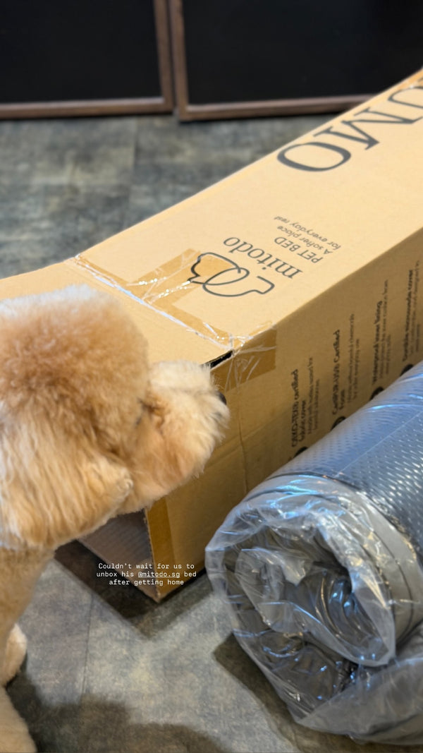 Dog with a new Mitodo Kumo bed