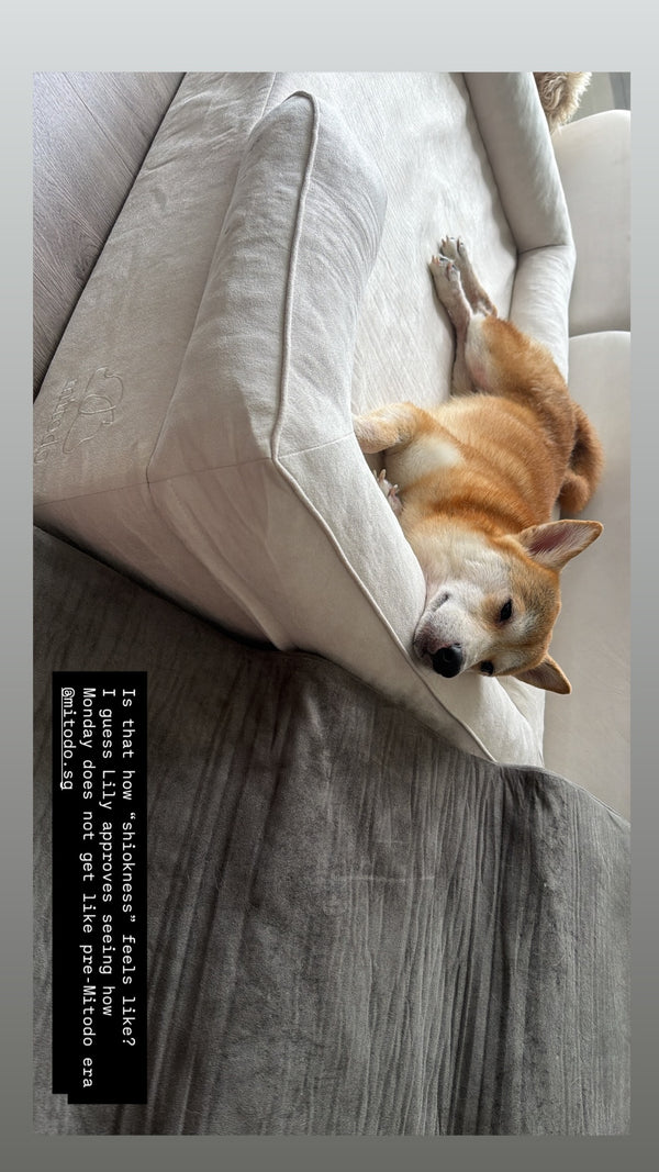 Lily the Shiba Inu on a Mitodo Kumo bed