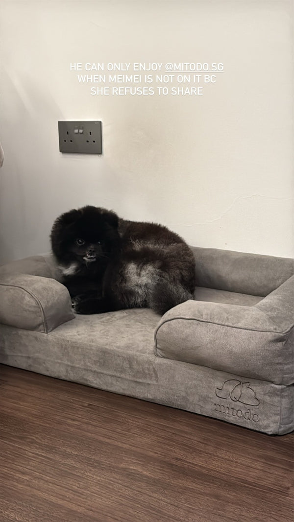 Black Pomeranian on a grey Kumo bed