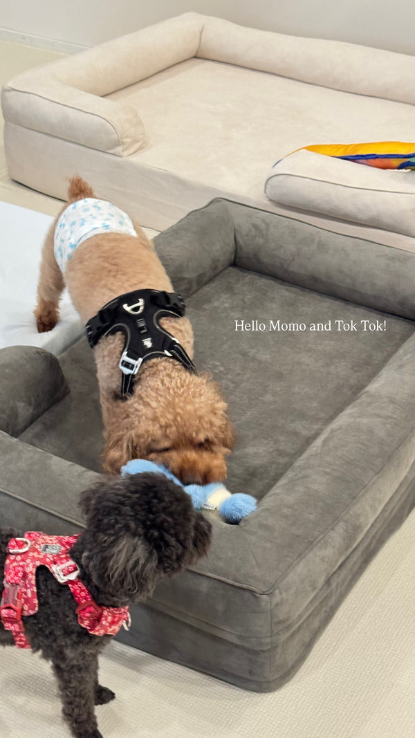 Momo and Tok Tok on a Mitodo Kumo bed