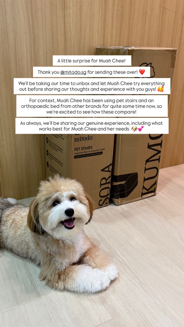 Muah Chee next to Mitodo Kumo bed and Sora stairs boxes