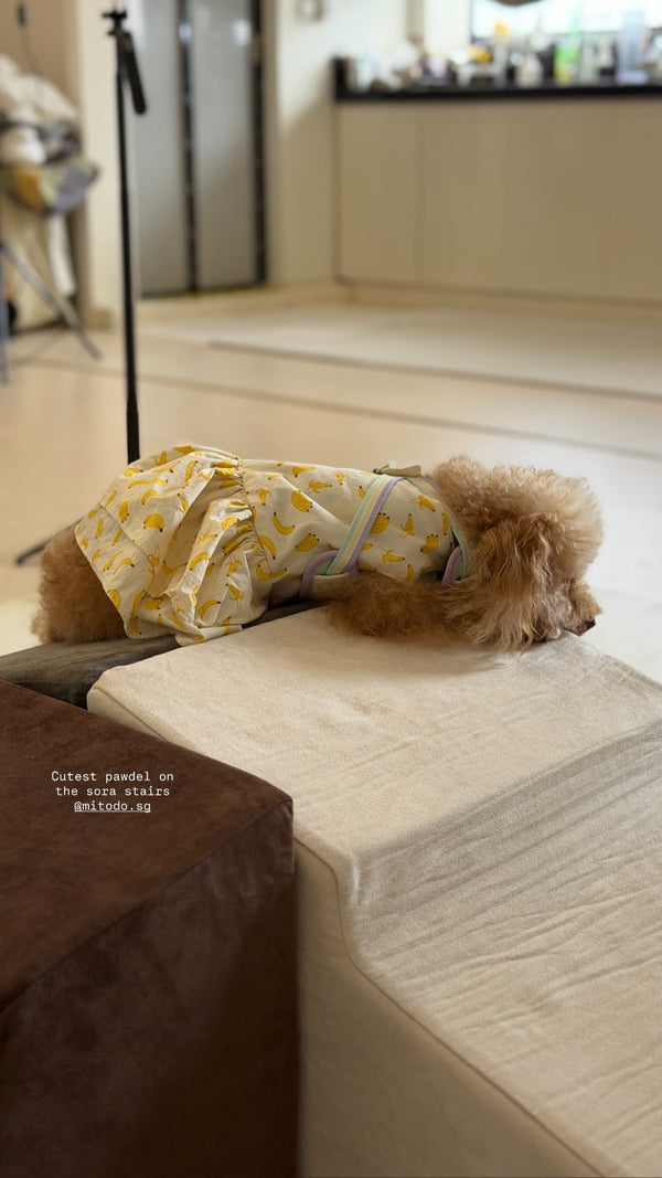 Poodle on Mitodo Sora stairs