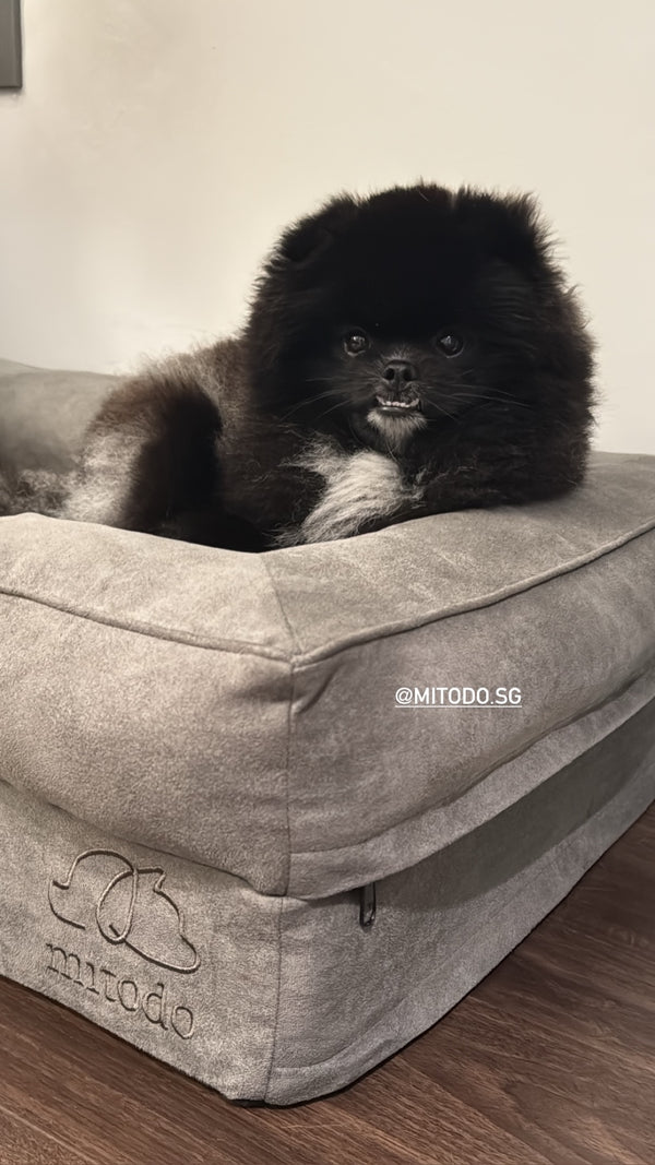 Black Pomeranian on a grey Kumo bed