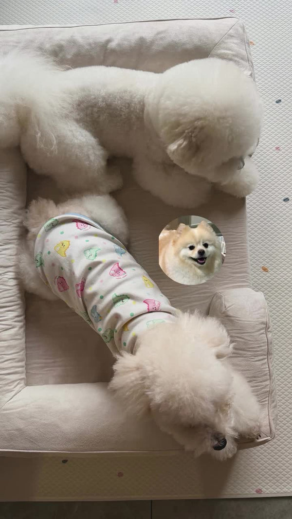 Two white Pomeranians in pyjamas on a cream Kumo bed