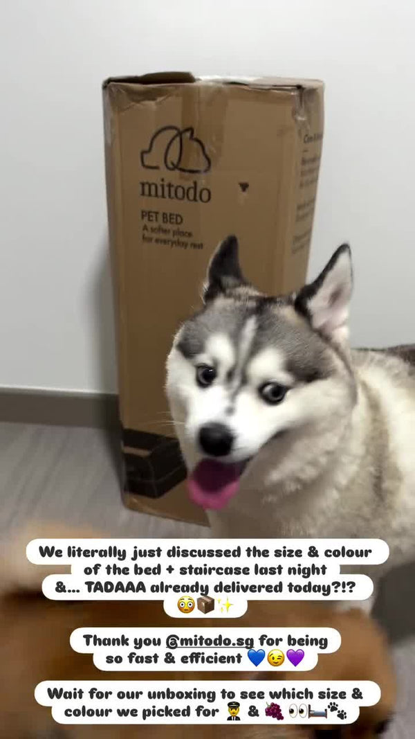 Pomsky next to a freshly delivered Mitodo box