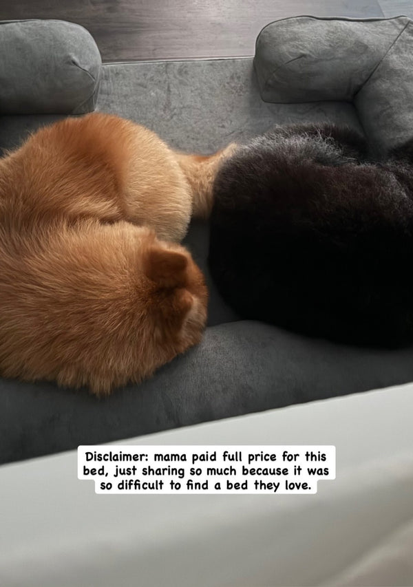 Casper and Cassie curled up together on a grey Kumo bed