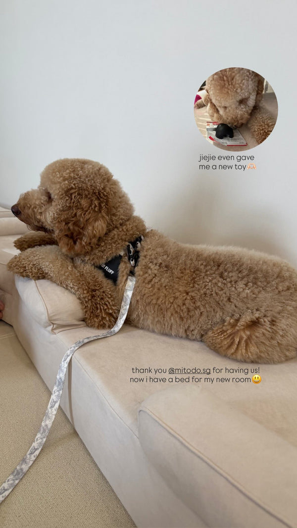 Poodle on a Mitodo Kumo bed