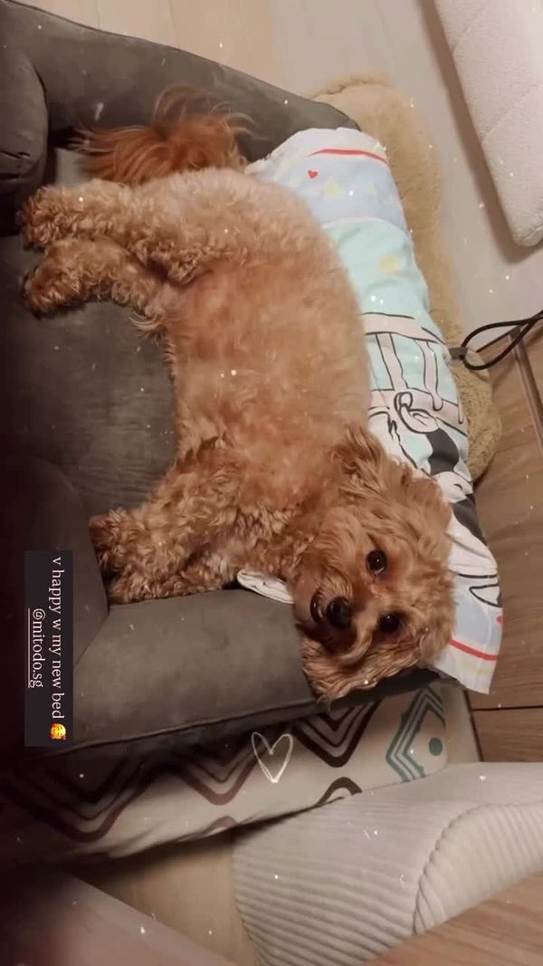Poodle lying on a grey Kumo bed on the sofa