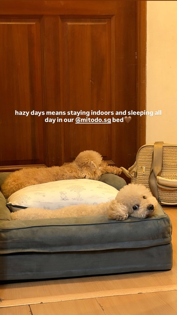 Two poodles resting on a Kumo bed on a hazy day
