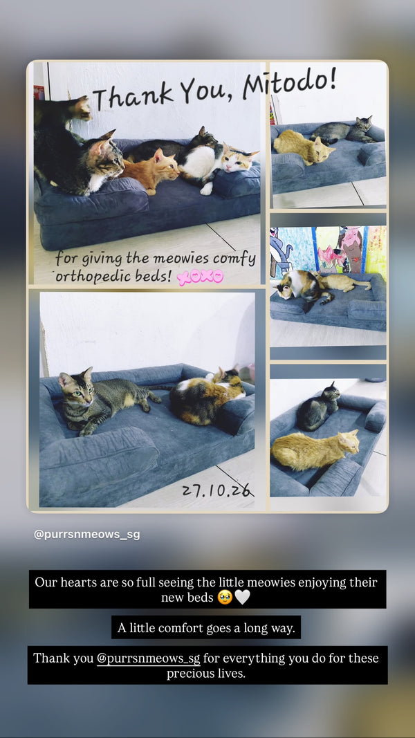 Rescue cats on Mitodo Kumo beds