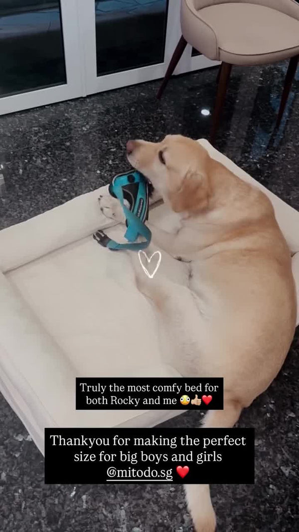 Rocky the golden retriever on a cream Kumo bed, Large