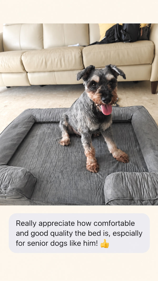 Senior schnauzer on a Mitodo Kumo bed
