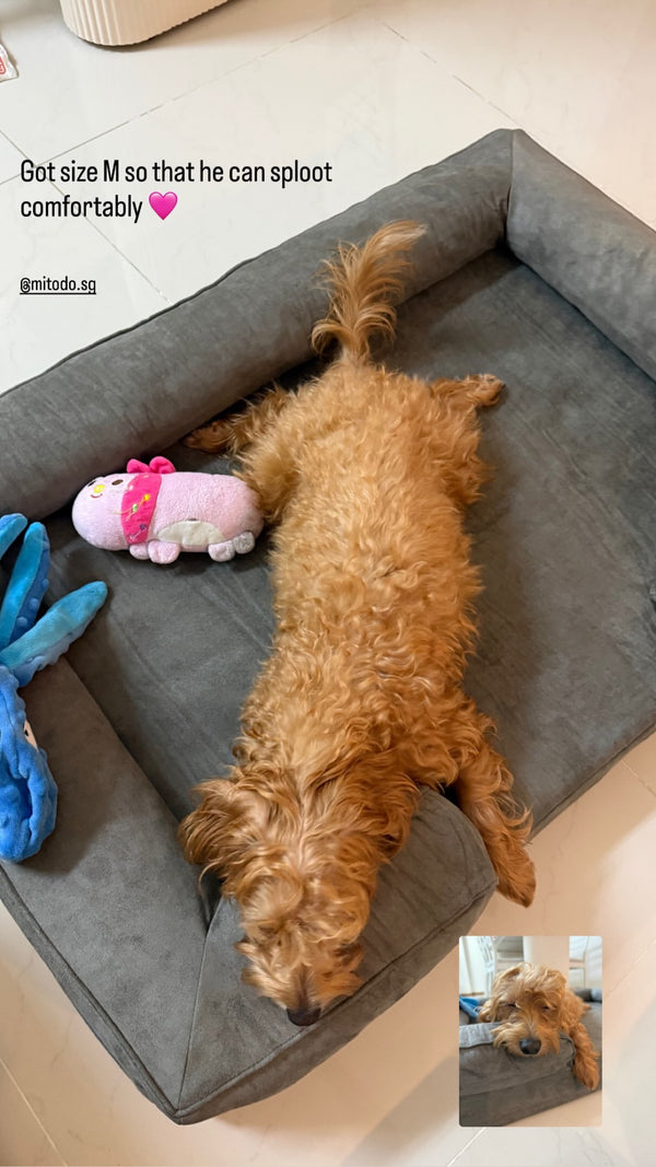 Dog splooting on a Mitodo Kumo bed
