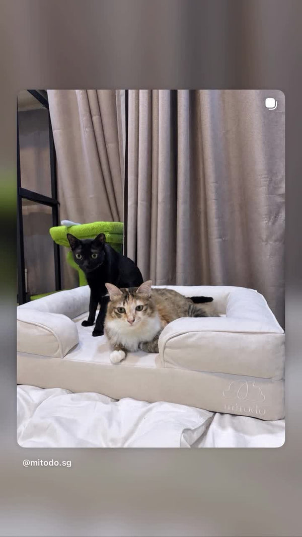 Two cats sitting on a cream Kumo bed