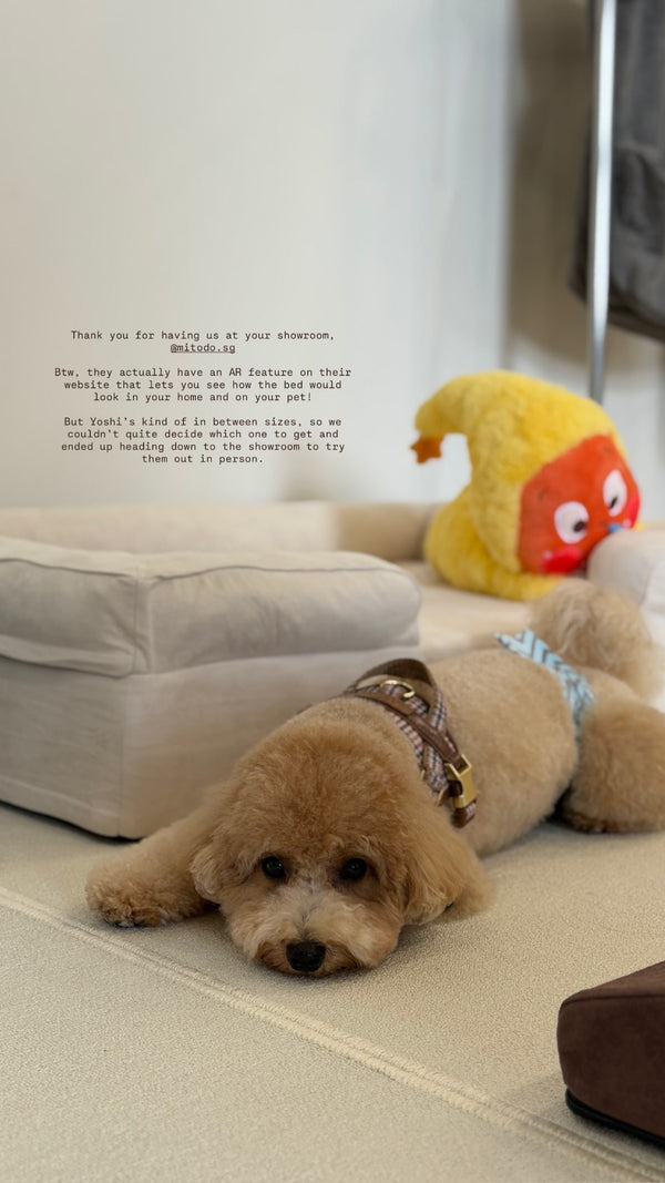 Yoshi beside a Mitodo Kumo bed