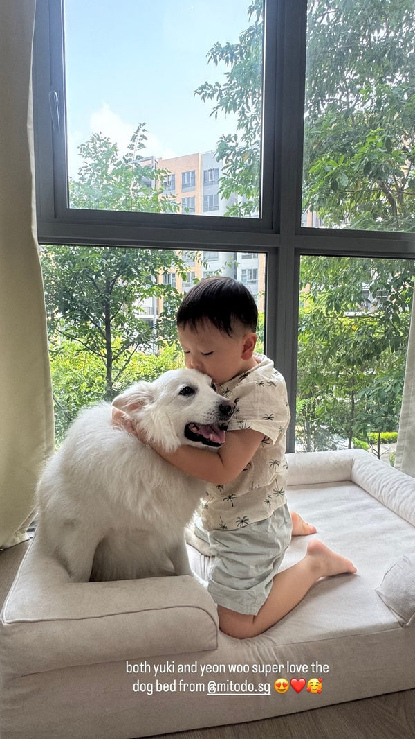 Yuki the Japanese Spitz hugged by Yeon Woo on a cream Kumo bed