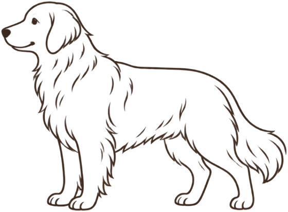 Line drawing of a Golden Retriever, a typical large dog