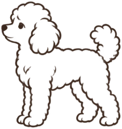 Line drawing of a Toy Poodle, a typical small dog